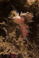 Caloria elegans with orage cerata. Until recently this was the only color morph I had seen but in a recent dive I finally saw the withe cerata color morph. Shot using Canon EOS 300D in Nimar housing, Sigma 50mm macro, Ikelite MV and Nikonos SB-105. 